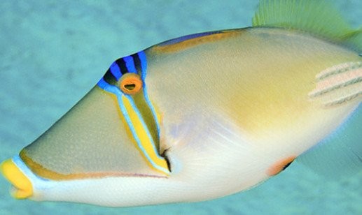 龍魚(yú)水溫30度可以嗎