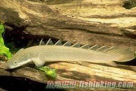 金色恐龍魚
