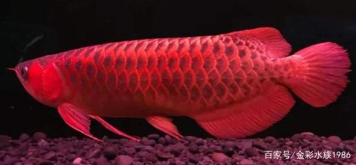 龍魚高溫還能活嗎多久：龍魚在高溫下的存活時間