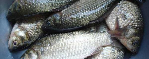 龍魚鱗掉了多久能長出來：龍魚鱗片掉了多久能長出來