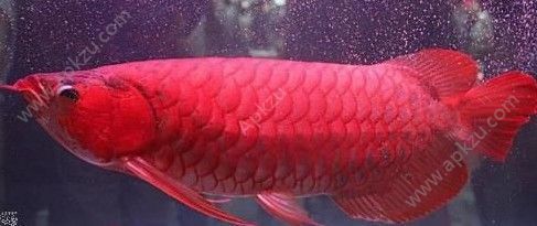血紅龍魚的價格是多少：血紅龍魚價格差異大，購買需注意以下幾點
