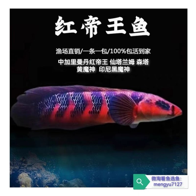 雷龍魚供應商 雷龍魚供應商 龍魚百科 第5張