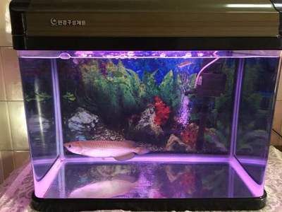 澳洲星點龍魚缸多大可以養：澳洲星點龍魚養殖澳洲星點龍魚多大的魚缸尺寸 澳洲星點龍魚缸多大可以養：澳洲星點龍魚養殖澳洲星點龍魚多大的魚缸尺寸 龍魚百科 第1張