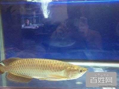 澳洲星點龍魚缸多大可以養：澳洲星點龍魚養殖澳洲星點龍魚多大的魚缸尺寸 澳洲星點龍魚缸多大可以養：澳洲星點龍魚養殖澳洲星點龍魚多大的魚缸尺寸 龍魚百科 第2張