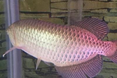 澳洲星點龍魚缸多大可以養：澳洲星點龍魚養殖澳洲星點龍魚多大的魚缸尺寸 澳洲星點龍魚缸多大可以養：澳洲星點龍魚養殖澳洲星點龍魚多大的魚缸尺寸 龍魚百科 第3張