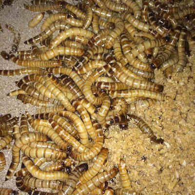 金龍魚喂大麥蟲用去頭嗎？：金龍魚可以喂食大麥蟲但需要注意的是大麥蟲的外殼對金龍魚來說是難以消化的