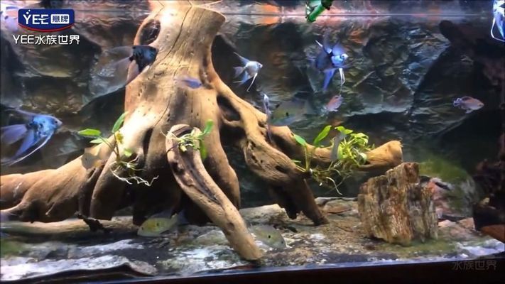 龍魚缸背景圖案樹根：龍魚缸中的樹根背景圖案設計