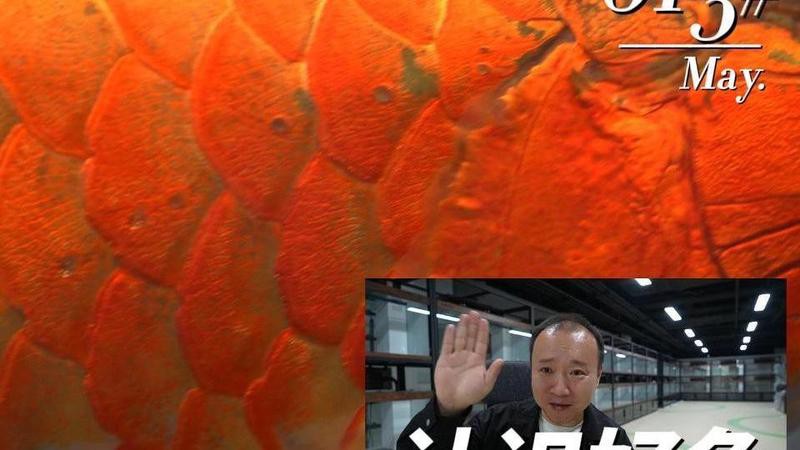 紅龍魚多少錢會發色呢