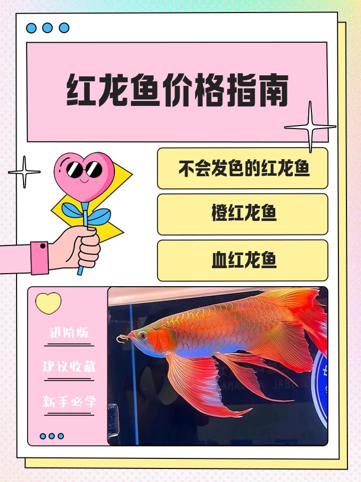 紅龍魚多少錢會發色呢