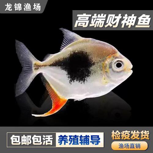紅龍魚混養的最佳伙伴有哪些？