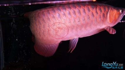 龍魚有點立鱗怎么辦什么原因，龍魚出現立鱗現象即鱗片突出或炸鱗，可能是由多種原因引起的