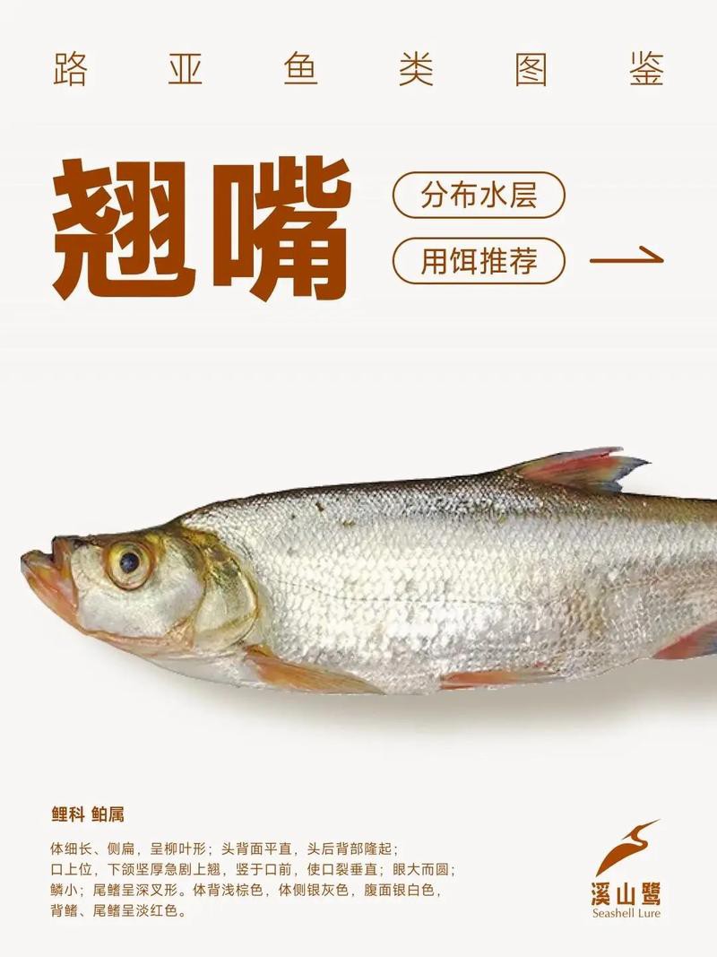 翹嘴和金龍魚的區別是什么呢