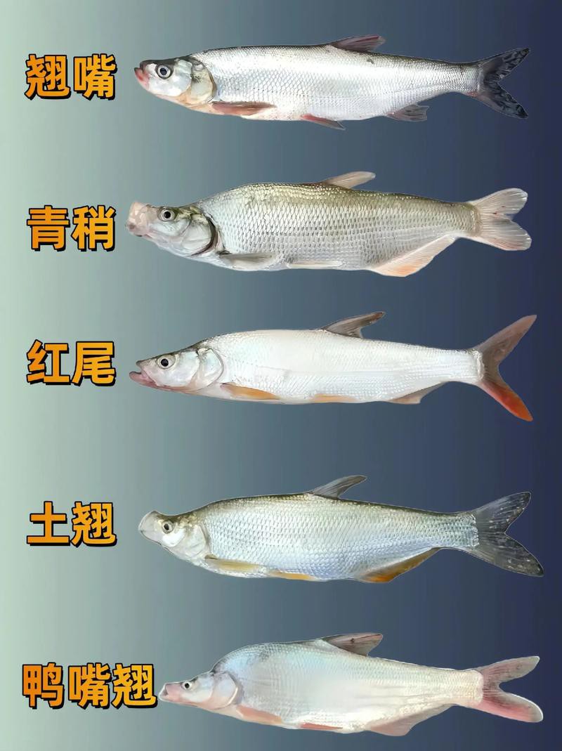 翹嘴和金龍魚的區別是什么呢