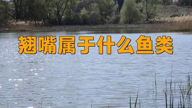 翹嘴和金龍魚的區(qū)別是什么呢