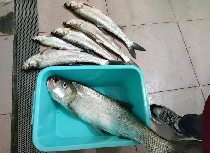 翹嘴和金龍魚的區別是什么呢