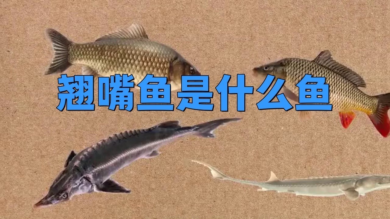 翹嘴和金龍魚的區別是什么呢