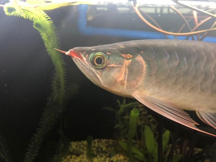 龍魚成年所需時間（龍魚的成長周期） 龍魚成年所需時間（龍魚的成長周期） 龍魚百科 第5張