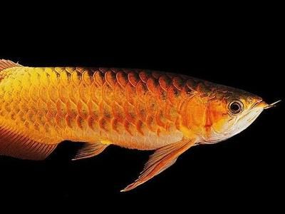 金龍魚體型怎么養寬:金龍魚體型怎么養寬, 龍魚百科 第2張 金龍魚體型怎么養寬:金龍魚體型怎么養寬, 金龍魚體型怎么養寬:金龍魚體型怎么養寬, 龍魚百科 第2張