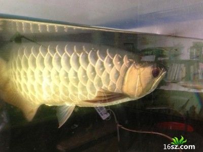 龍魚在20度的水溫下生活，可以活嗎？：養(yǎng)龍魚需要注意水溫低于28攝氏度