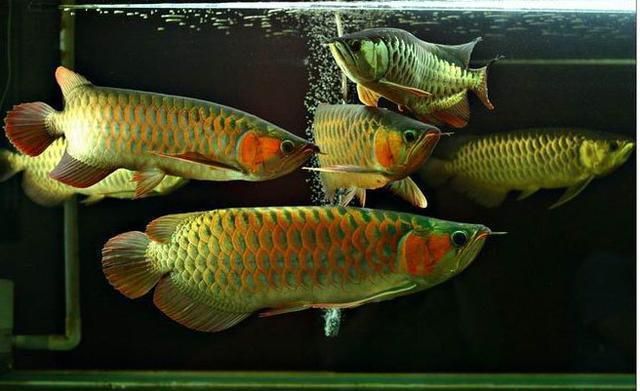 銀龍魚鱗片顏色變化原因：銀龍魚鱗片顏色的變化可能是由多種因素引起