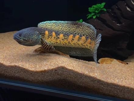 國產雷龍魚怎么養，如何養好國產雷龍魚