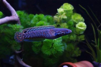 國產雷龍魚怎么養，如何養好國產雷龍魚