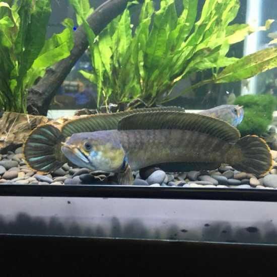 國產雷龍魚怎么養，如何養好國產雷龍魚