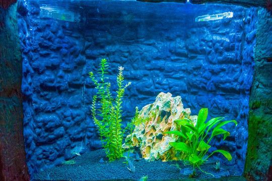 紅龍魚缸背景圖選擇什么好