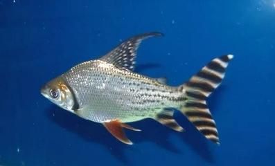 飛鳳魚疾病早期癥狀，飛鳳魚可能患有的疾病包括白點病、外傷、烏頭瘟等疾病