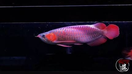龍魚怎么清洗才能干凈：清洗龍魚缸需要做好準備工作，仔細清洗龍魚缸和濾材