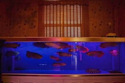 紅龍魚的缸底顏色選擇是一個有爭議的話題，養魚者有不同的看法：紅龍魚的缸底顏色選擇 紅龍魚的缸底顏色選擇是一個有爭議的話題，養魚者有不同的看法：紅龍魚的缸底顏色選擇 龍魚百科 第2張