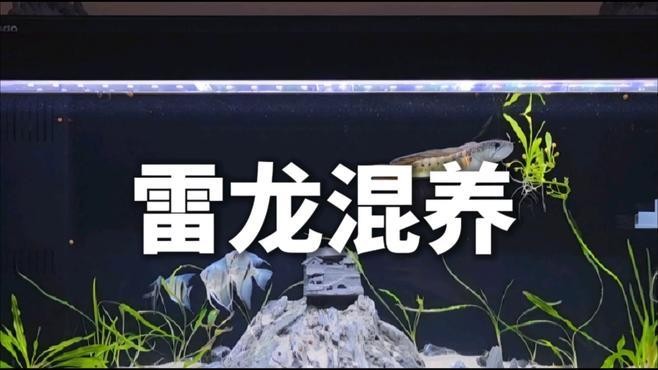 雷龍魚和銀龍魚混養好嗎