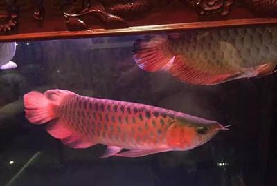 3條龍魚混養(yǎng)好不好：30篇龍魚混養(yǎng)3條龍魚混養(yǎng)3條龍魚混養(yǎng)的注意事項