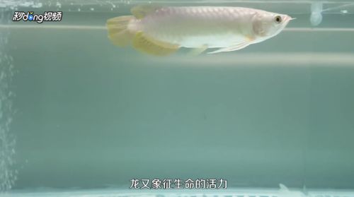 龍魚怎么養出狀態：如何判斷龍魚健康狀態，龍魚缸內布局優化技巧