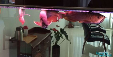 龍魚和巴西亞混養技巧和方法，混養龍魚和巴西亞的注意事項