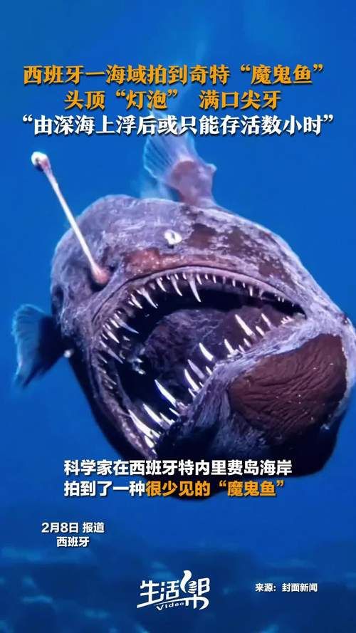 魔鬼魚長啥樣圖片