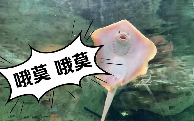 魔鬼魚長啥樣圖片