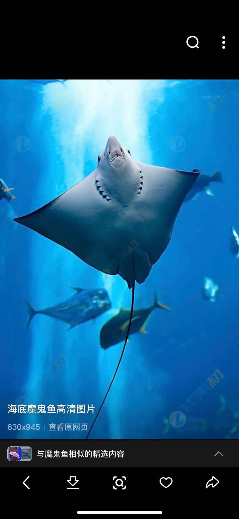 魔鬼魚長啥樣圖片