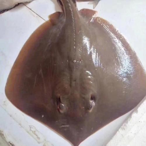 魔鬼魚長啥樣圖片