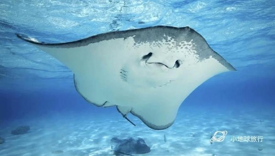 魔鬼魚長啥樣圖片