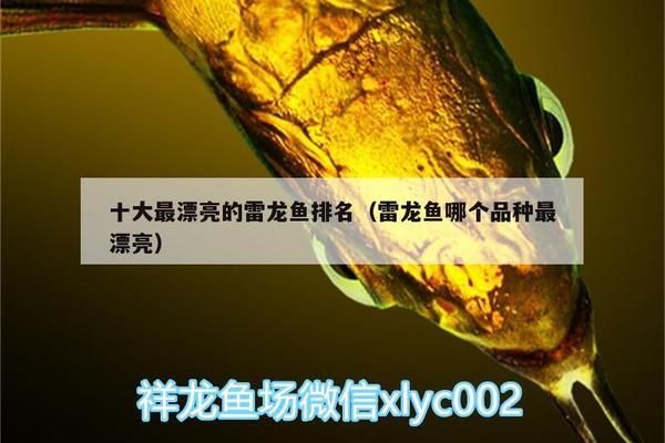 好看的雷龍魚排名（好看的雷龍魚品種排名） 好看的雷龍魚排名（好看的雷龍魚品種排名） 龍魚百科 第2張