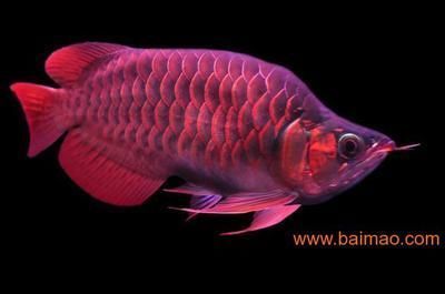 孟吉爾紅龍魚養殖場電話，孟吉爾紅龍魚養殖場