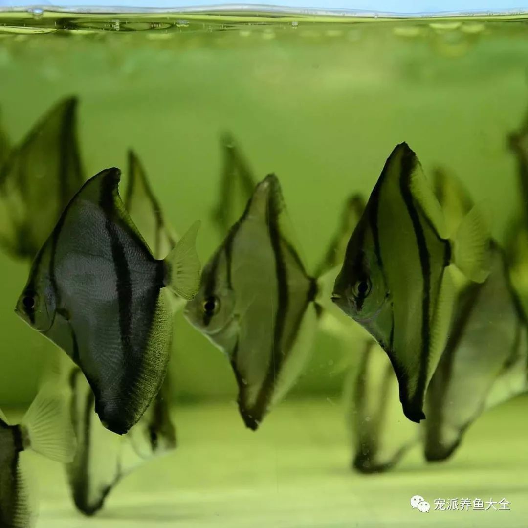 龍魚(yú)可以和龍魚(yú)混養(yǎng)嗎：百度貼吧30篇寵物魚(yú)品種介紹30篇寵物魚(yú)品種介紹