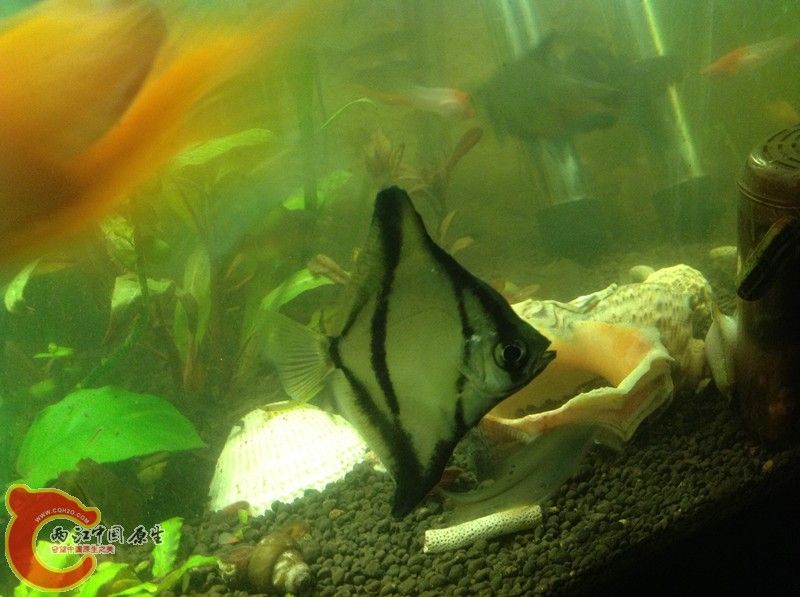 龍魚(yú)可以和龍魚(yú)混養(yǎng)嗎：百度貼吧30篇寵物魚(yú)品種介紹30篇寵物魚(yú)品種介紹