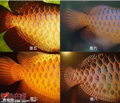 龍魚大戰超級玩家免費觀看：“龍魚大戰超級玩家”免費觀看的信息龍魚大戰文化影響研究