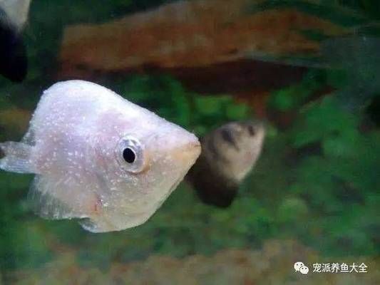 龍魚身上有粘液掛氣泡怎么回事兒：龍魚身上出現(xiàn)粘液掛氣泡是怎么回事 龍魚身上有粘液掛氣泡怎么回事兒：龍魚身上出現(xiàn)粘液掛氣泡是怎么回事 龍魚百科 第1張