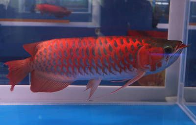 龍魚用什么魚缸：如何選擇一個合適的魚缸 龍魚用什么魚缸：如何選擇一個合適的魚缸 龍魚百科