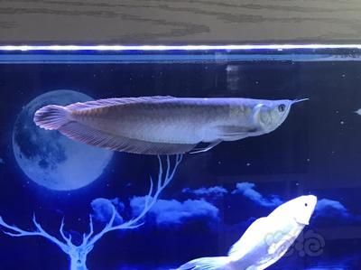 20公分龍魚適合多大缸：20公分長的金龍魚適合多大的魚缸？