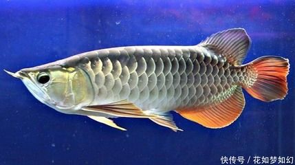 金龍魚不吃東西的原因：金魚不吃食是什么原因,怎么解決