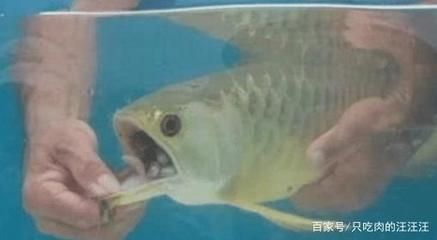 金龍魚(yú)不吃東西的原因：金魚(yú)不吃食是什么原因,怎么解決